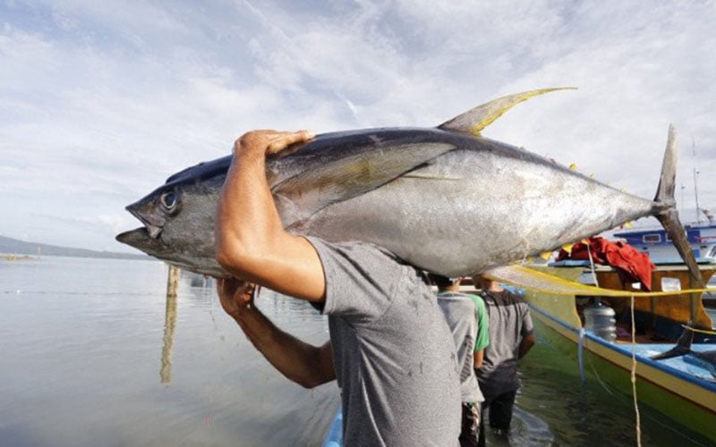 Manfaat Ikan Tuna, Ayo Populerkan Hidangan Laut